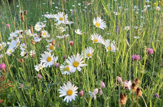 Blumenwiese